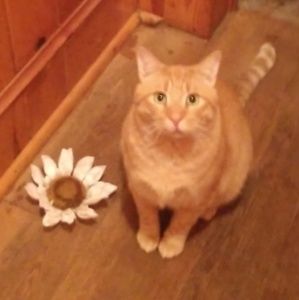 Meet your Posher, Morgan